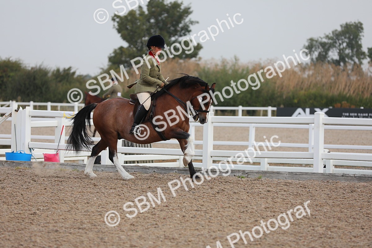 SBM_10001 - Class 302 Ridden M&M -Large Breeds