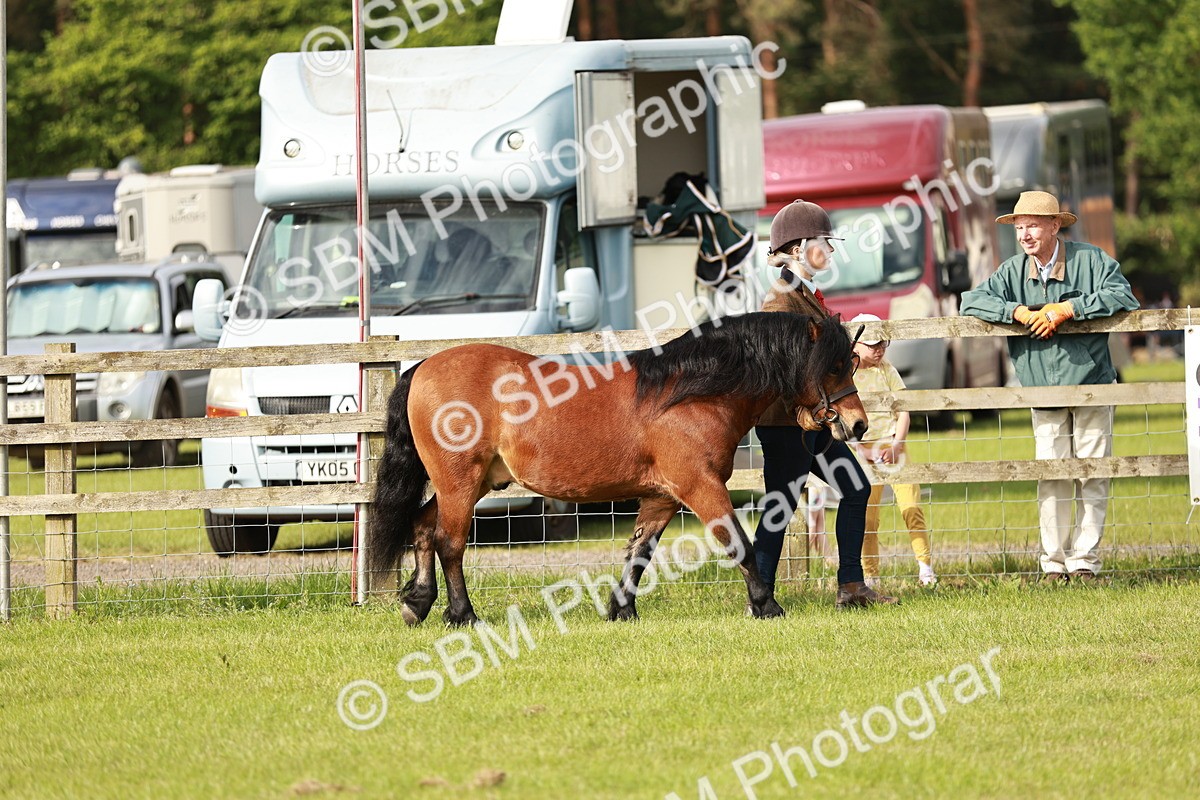 SBM_00427 - Class 14-23 - Mountain & Moorland In Hand Non Welsh