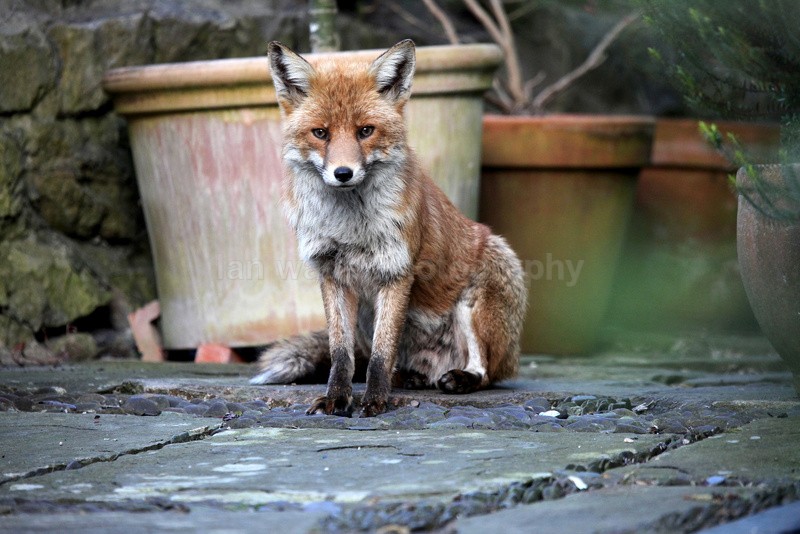 Urban fox in a front garden in bristol - Urban Foxes, Bristol, Great Britain