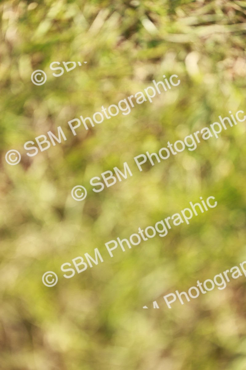 SBM_02469 - Class 14-23 - Mountain & Moorland In Hand Non Welsh