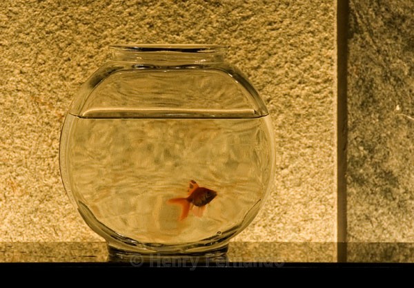 Assignment 3 - The Goldfish - 2006 Finalist in Popular Photography's Photographer of the Year