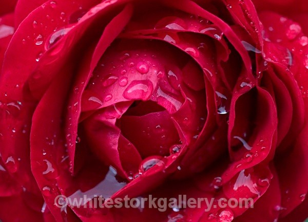 Red Rain Rose - Up Close !