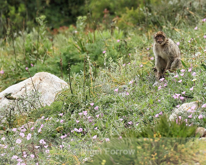 Barbary Macaque bares teeth, Gibraltar - Monkey