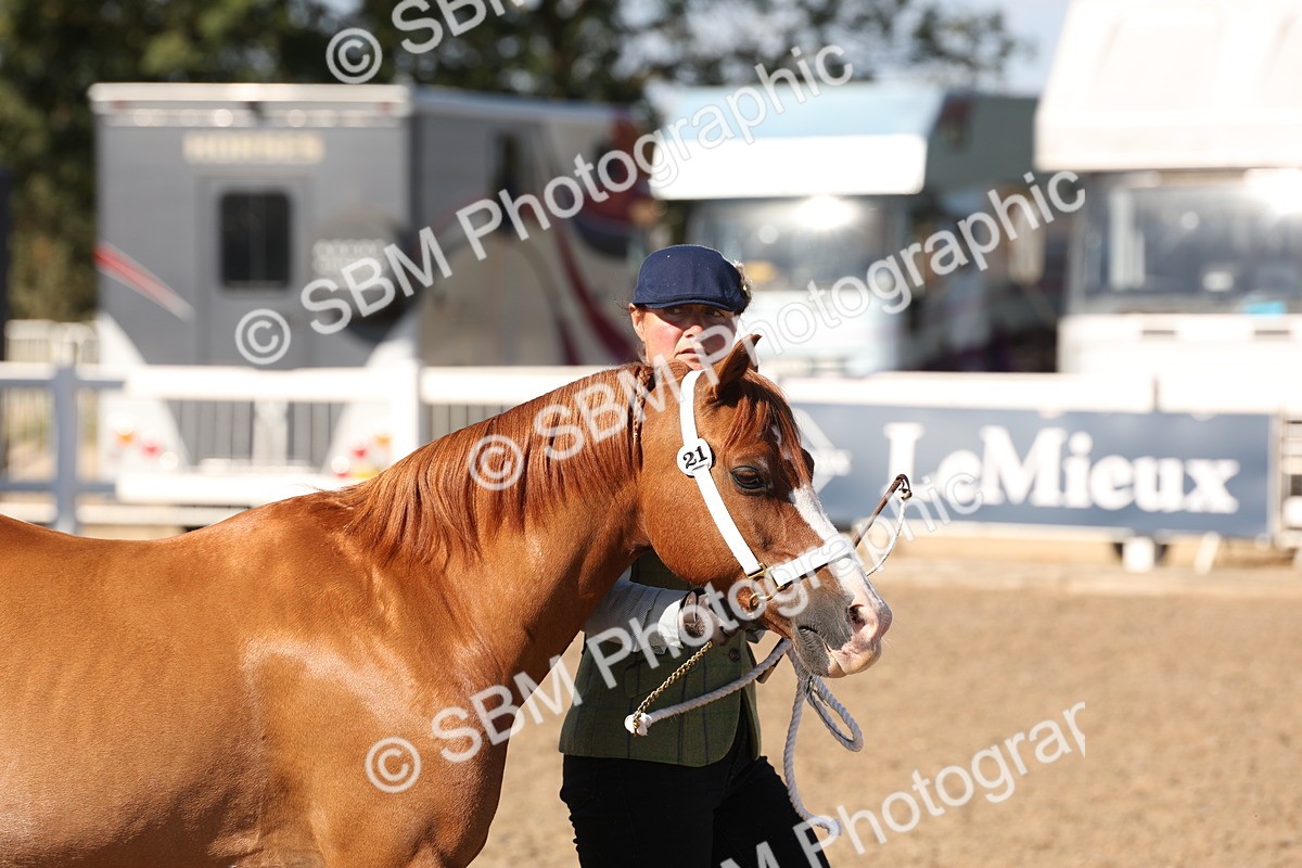 SBM_13863 - Class 205 - IH Show Pony - Show Hunter Pony