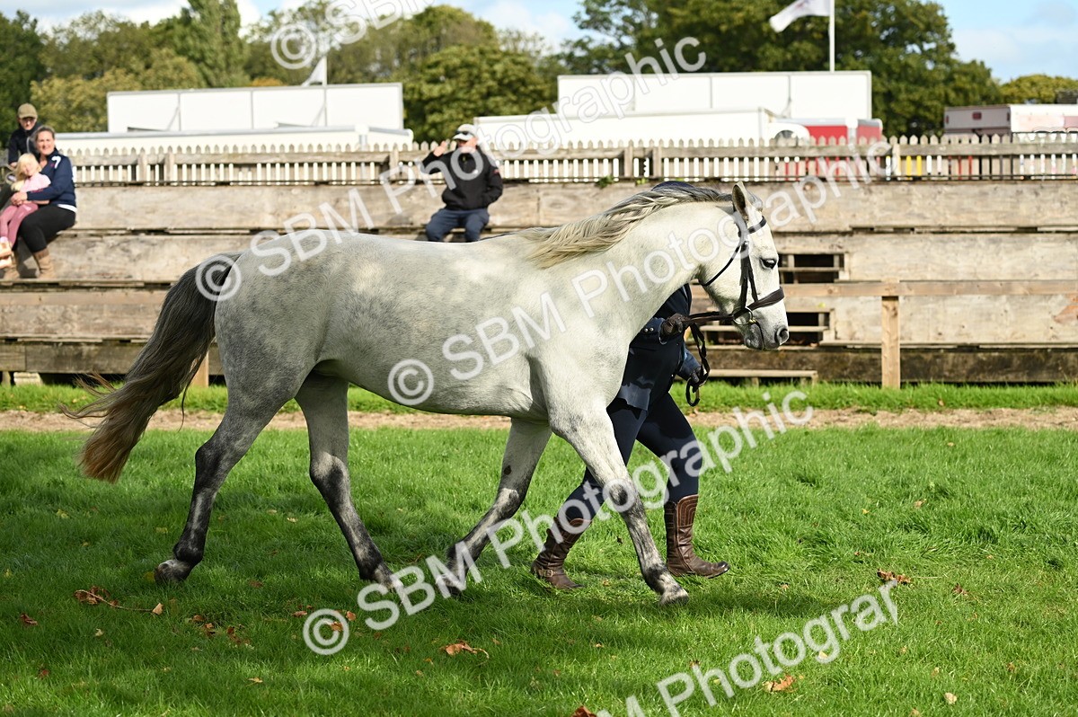 SBM_25014 - S5 - Novice & Newcomer In hand