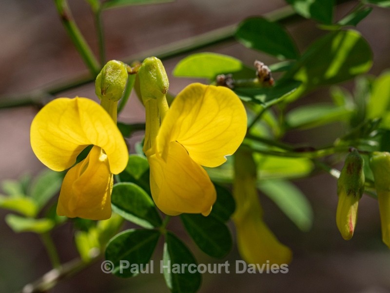 Scorpion-senna (Hippocrepis emerus) - Flower Portraits