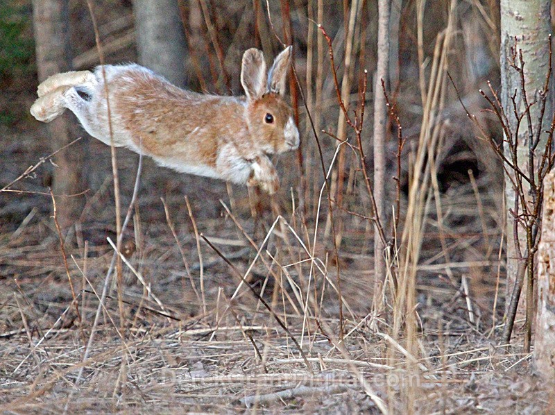 On a Wing and a Hare - Mammals, Reptiles & Amphibians