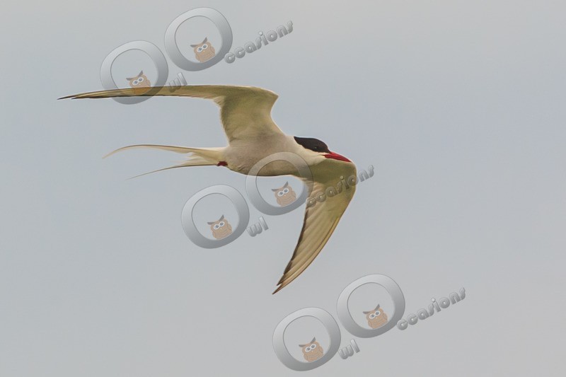 Artic Tern Sterna paradisaea-5617 - UK birds
