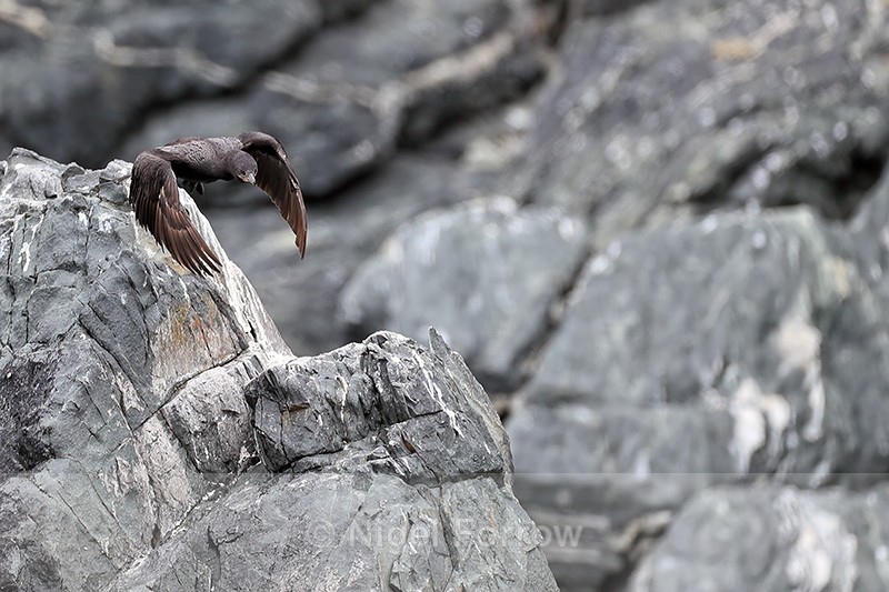 Neotropic Cormorant lifts off, Chile - Neotropic Cormorant