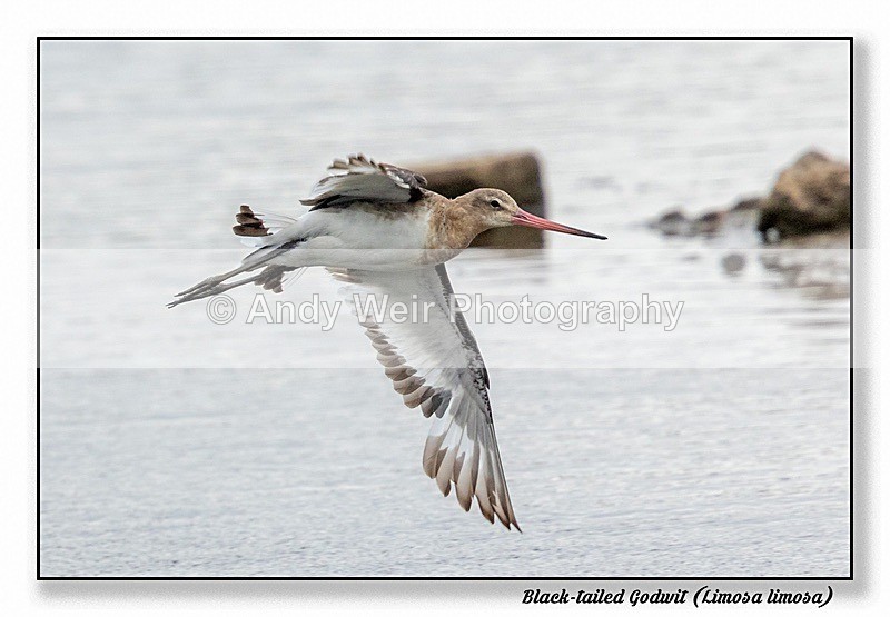 190529-untitled-8E0A4170-Edit - Black Tailed Godwit