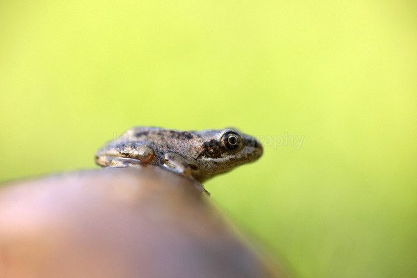  - Reptiles, amphibians & pond life, Great Britian