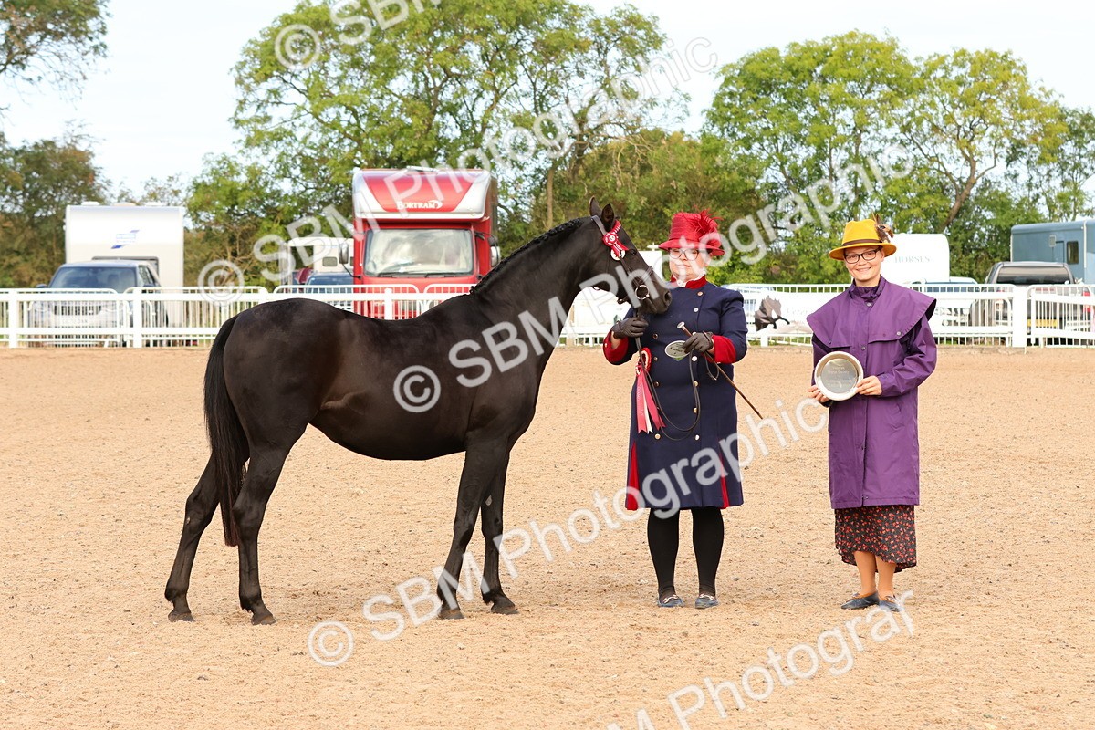 SBM_16606 - Class 702 - IH Show Horse - Pony