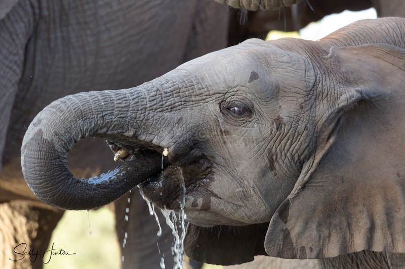 Youngster Drinking 4