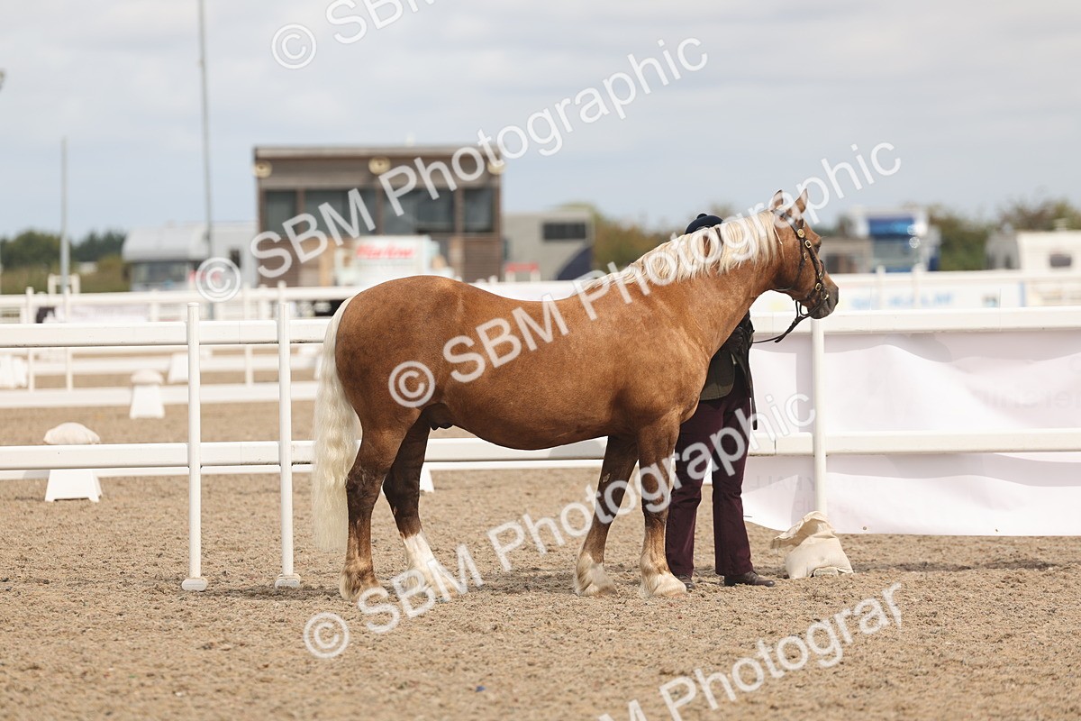 SBM_04954 - Class 20 - IH Veteran