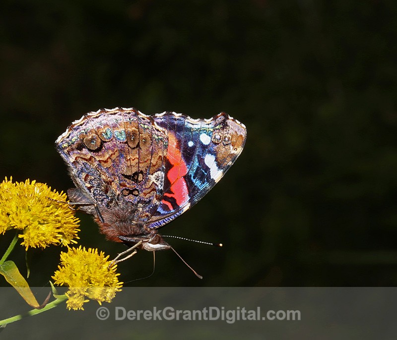 Vanessa atalanta - Butterflies & Moths of Atlantic Canada