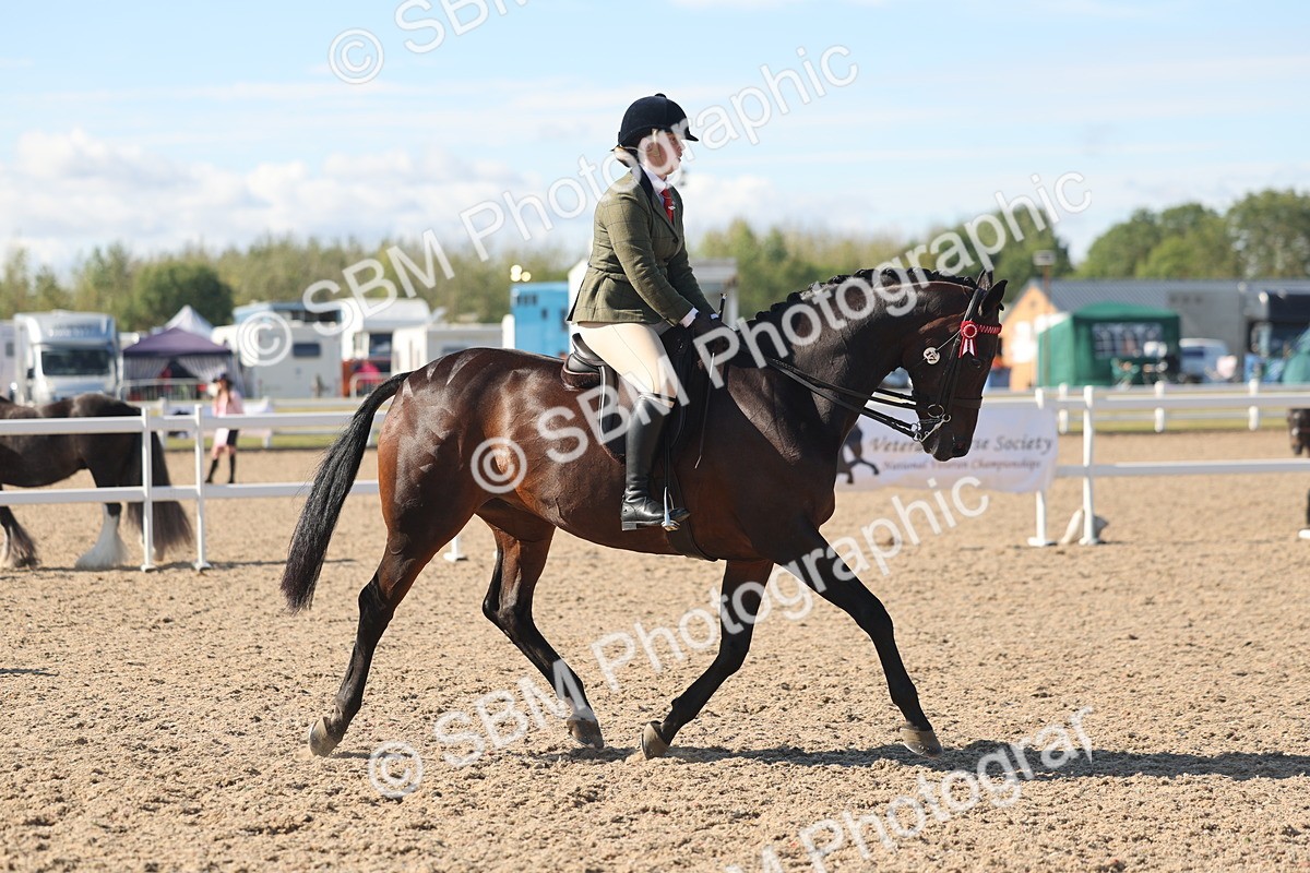 SBM_13042 - Class 305 - Ridden Foreign Breed Pure Bred