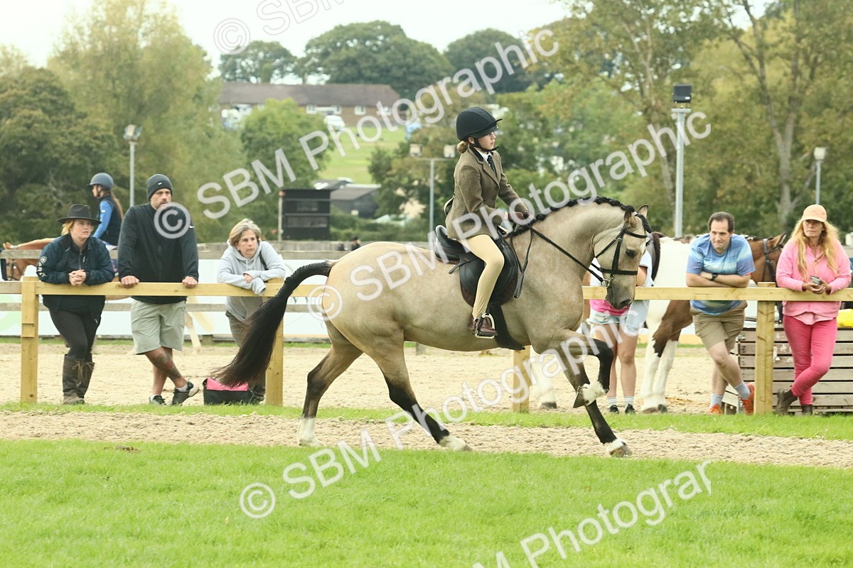 SBM_74015 - S 61 - Show Pony & Show Hunter Pony Ridden