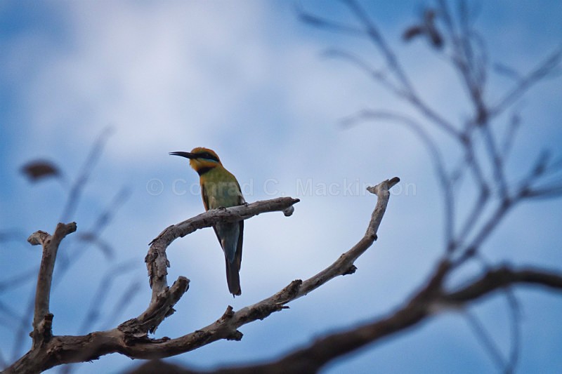 Rainbow Bee-eater - Other Shores