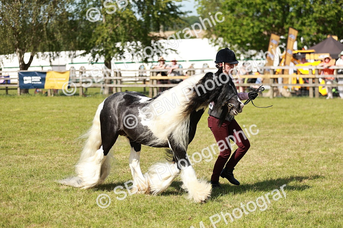 SBM_08821 - Class 63-65 - Traditional Gypsy Cobs In Hand & Ridden