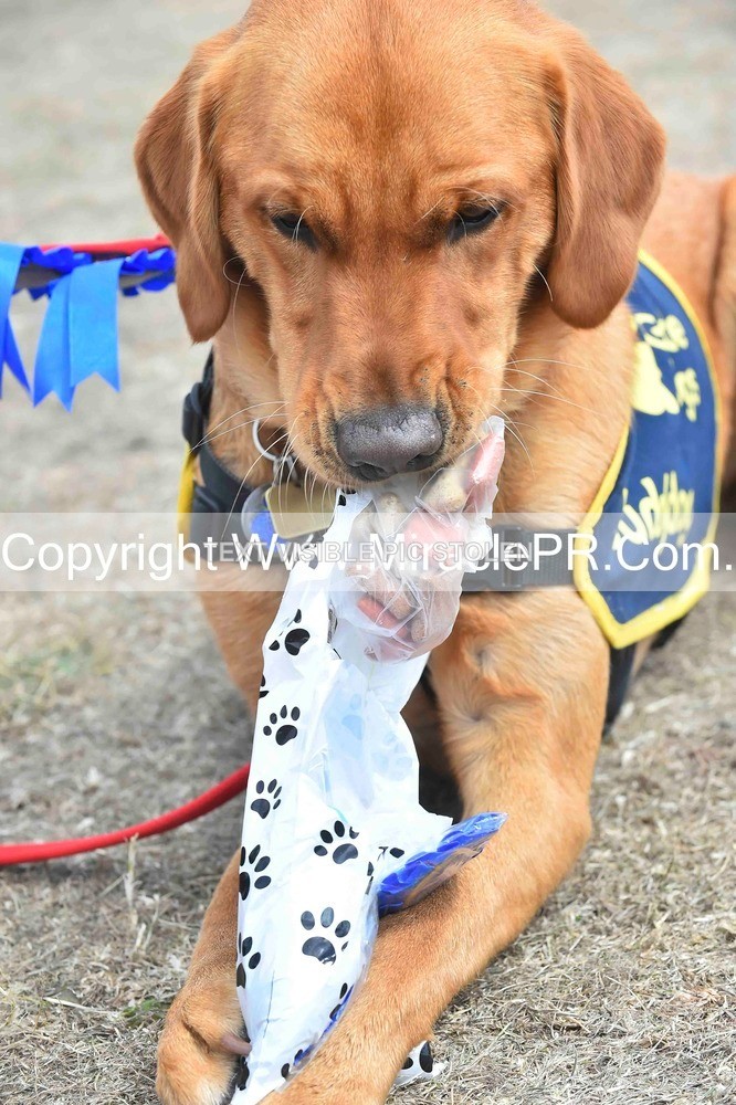 SH4_0310 - Dog show.
