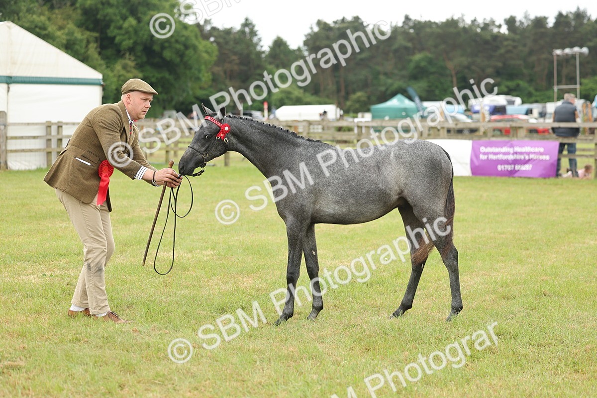 SBM_05375 - Class 68-73 - Riding Pony Breeding