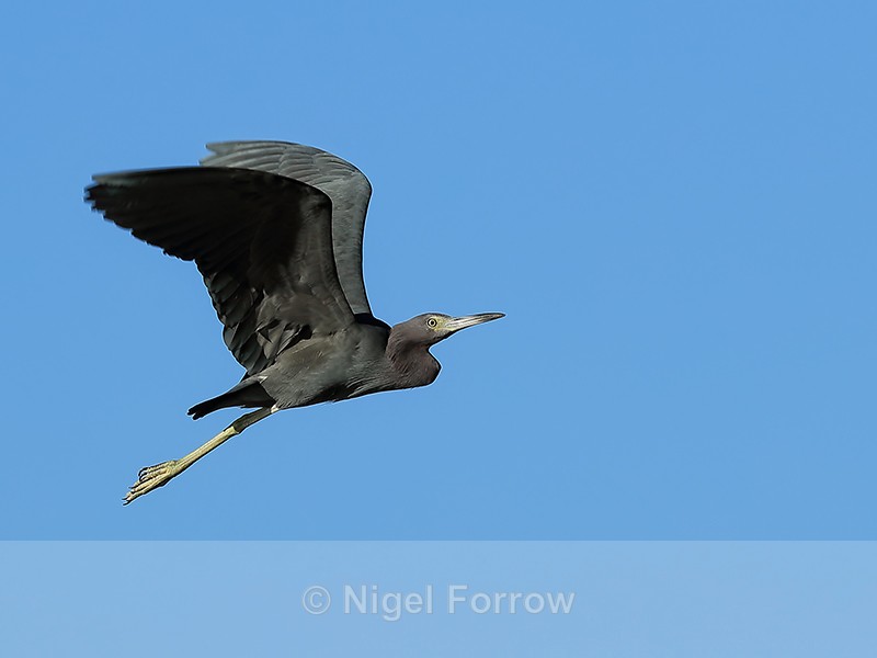 Little Blue Heron in flight, Gulfo Dulce, Costa Rica - Little Blue Heron