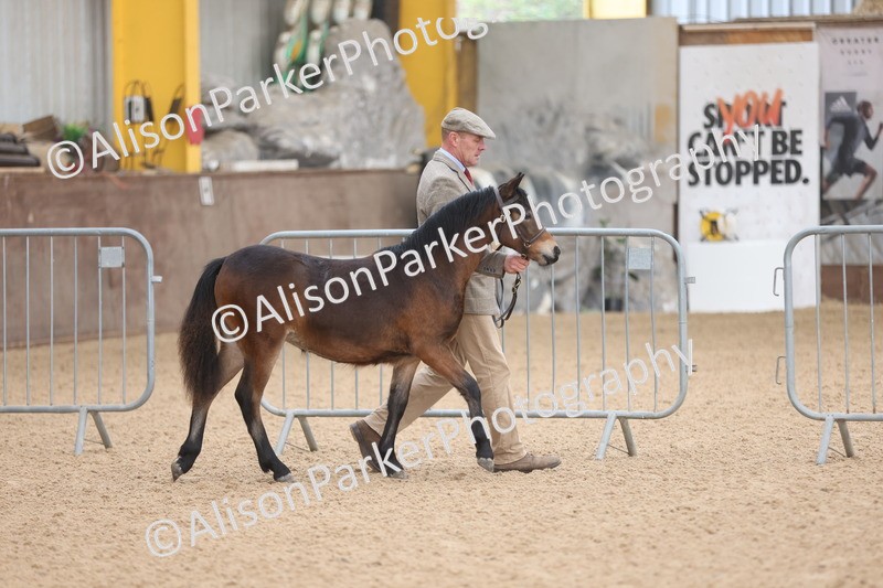 20251109-0468 - Class 17 - Foals