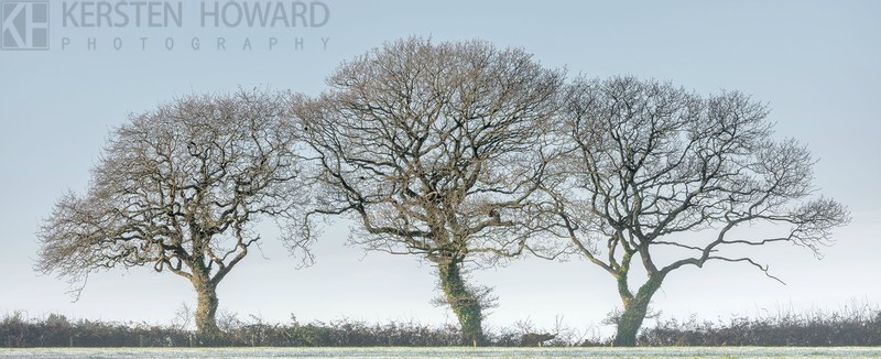 Trinity - Summerhill - Images from book