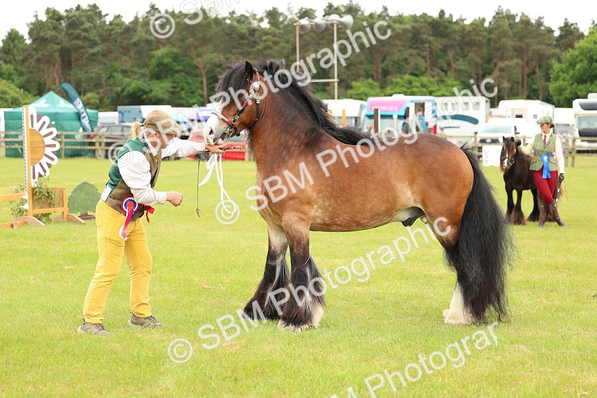 SBM_06315 - Class 39-41 TGCA In Hand and Ridden