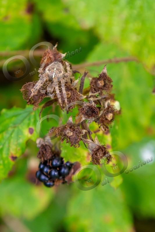 blackberry Rubus genus-1835 - Insects from around the world