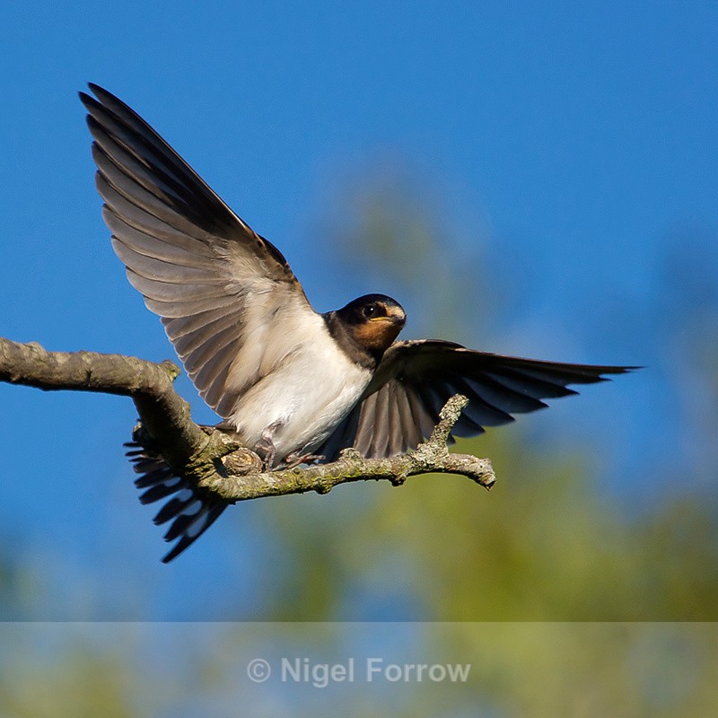 Swallow landing on a branch - Swallow
