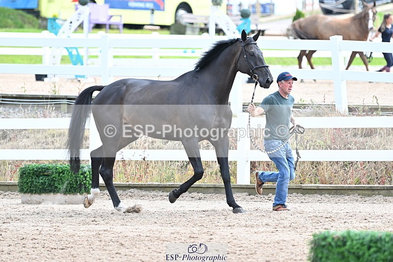 240717A-144101-02198 - Trot Up 2pm to 3pm - This folder is not in time order