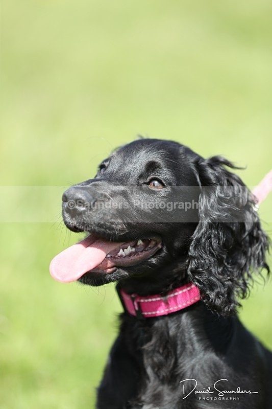 SPXX0558 - Dog show