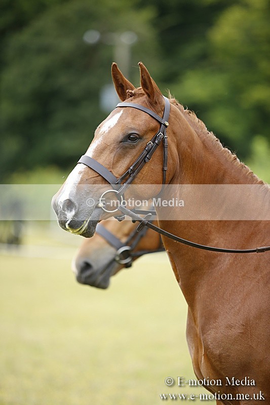 BVR160717-306 - Ring 1 BVRC Show 16/07/17