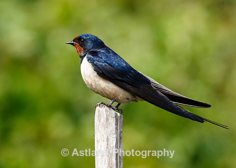 Astland Photography, Bird and Wildlife Images, Susan and Peter Wilson, U.K.