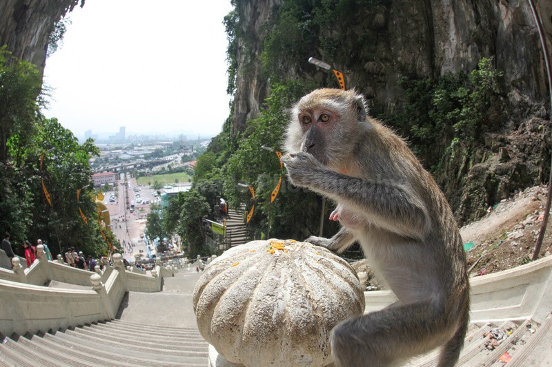 Long Tail Macaque sat outside a temple in Malaysia. - Urban Wildlife, Kuala Lumpur - Malaysia