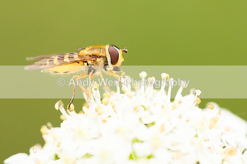 20120812-_MG_9542 - Insects