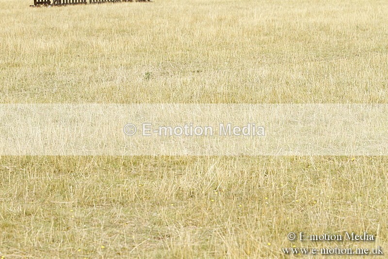 _BS_0498 - BVRC Show 2018 Ring 3