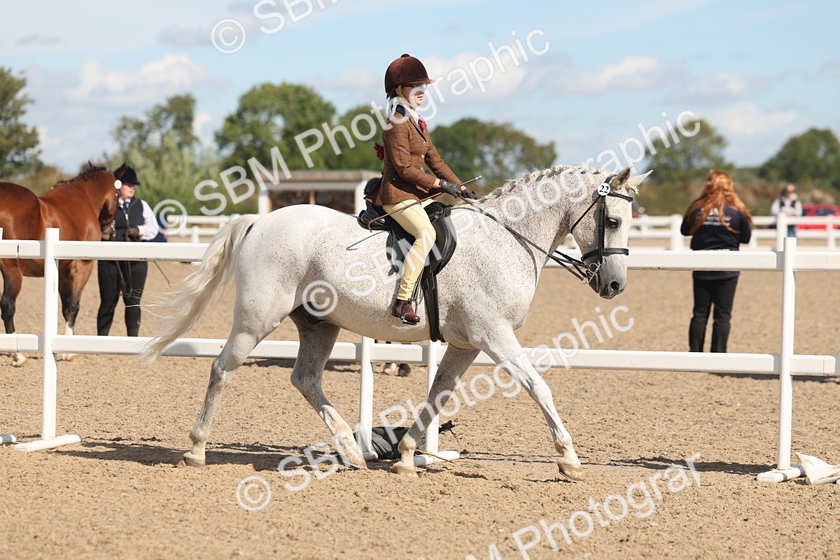 SBM_13170 - Class 306 - Ridden Foreign Breds - Part Bred