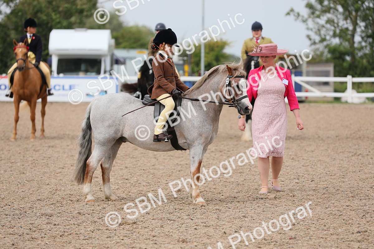 SBM_12703 - Class 307 Ridden Coloured Pony