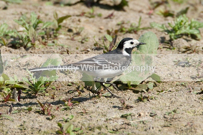 20110422-IMG_4710 - Pipits & Wagtails