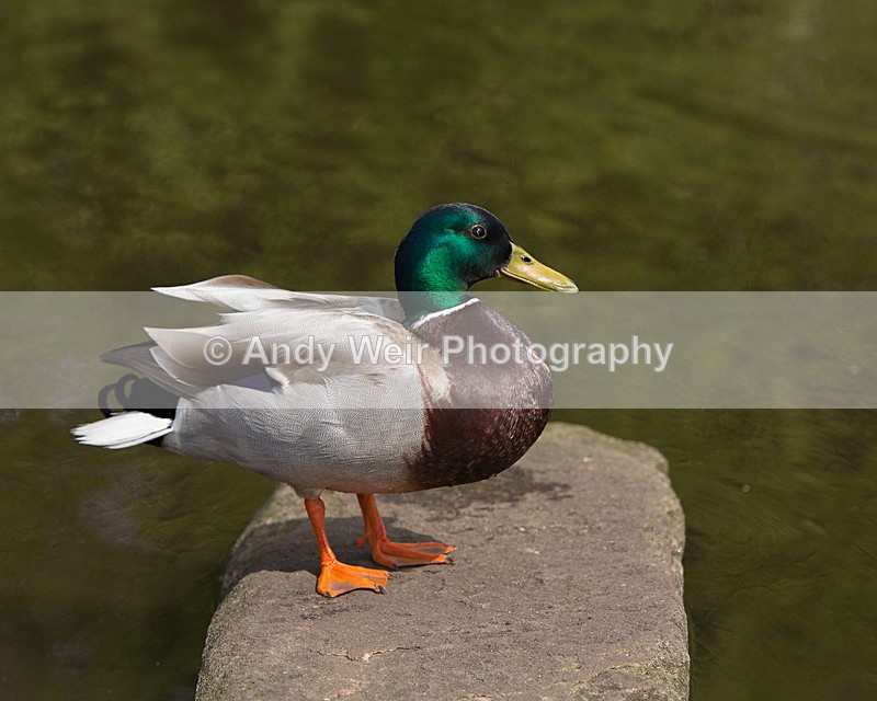 20140419-3K8A0456 - Mallard