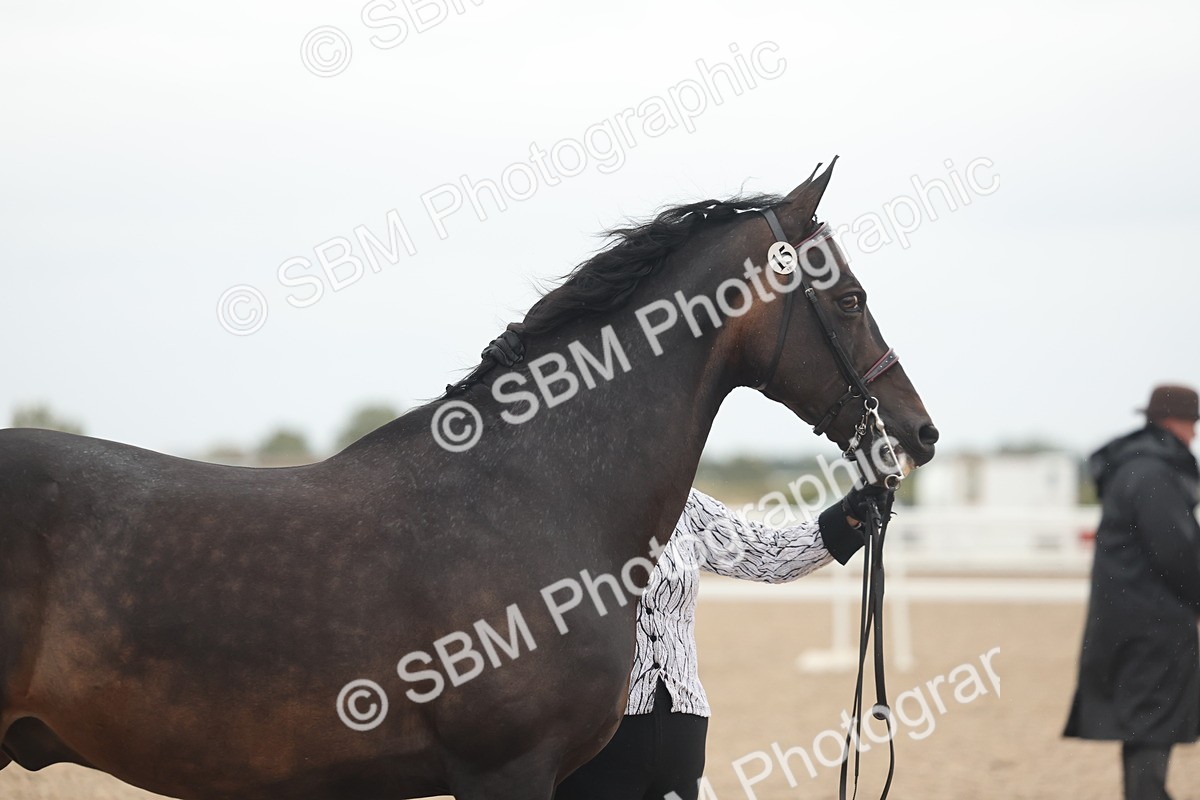 SBM_19357 - Class 317 - IH Pure Bred Horse-Pony