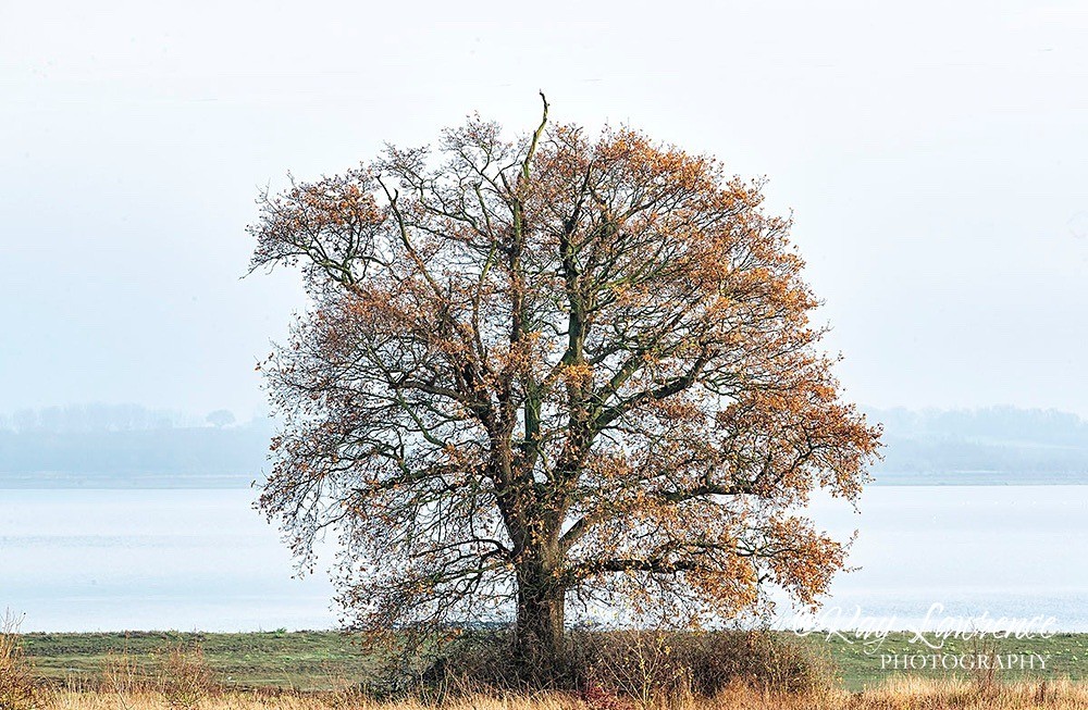 Abberton Reservoir_08-12-20-aRLP1944 - Close to Home