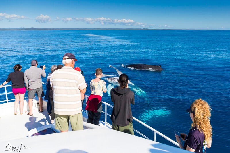 _16A2183 - 2024 Hervey Bay Whales