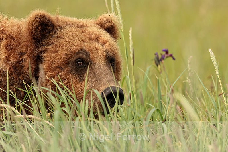 Brown Bear close in long grass, Silver Salmon Creek, Alaska - Brown Bear