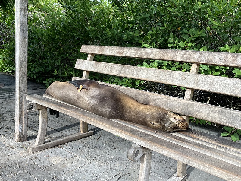 Galapagos Sea Lion sleeping on bench, Puerto Ayora, Santa Cruz - Sea Lion