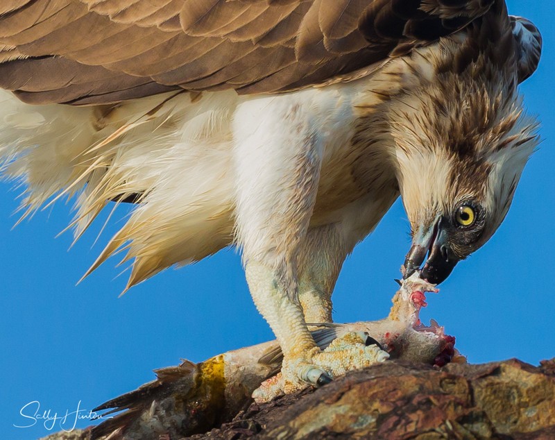 Osprey with Luderick 13