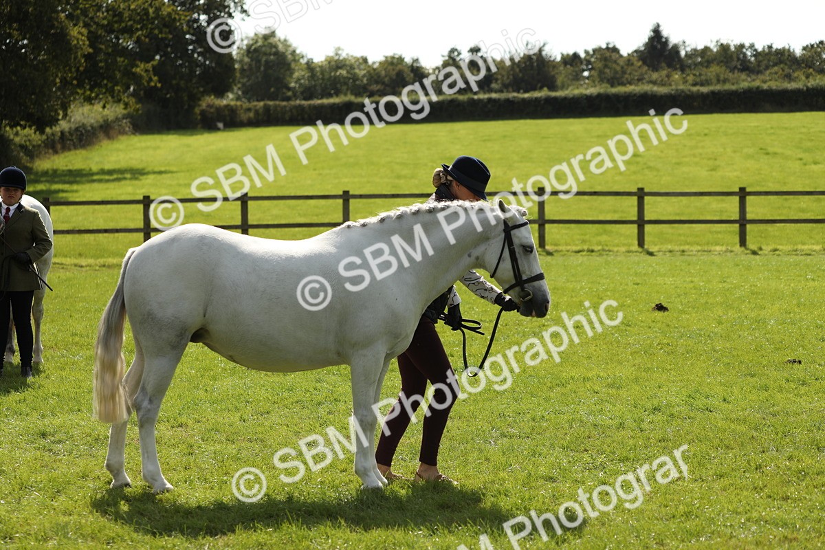 SBM_65594 - S48 - Show Pony & Show Hunter Pony In Hand