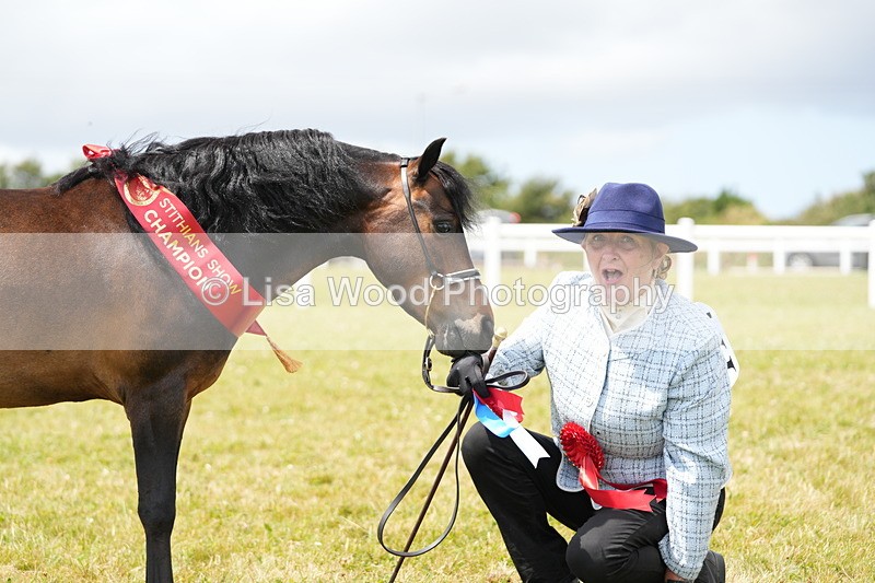 DSC06662 - Miniature Horse Championship